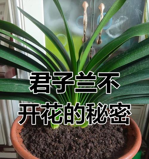 什么人养的君子兰不开花？君子兰不开花的原因是什么？