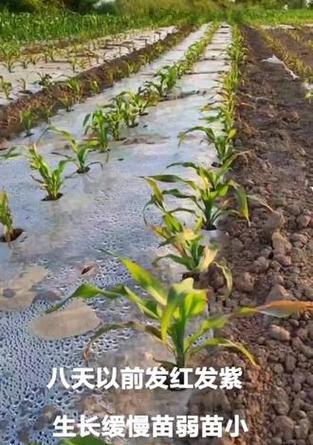 玉米播种后生长缓慢的原因是什么？