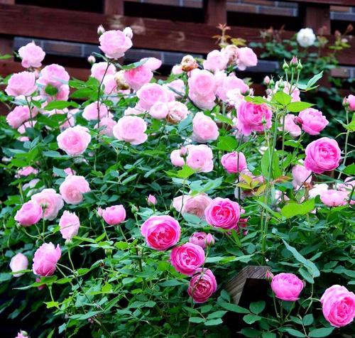 如何形容美丽的月季花？月季花的美丽有哪些特点？