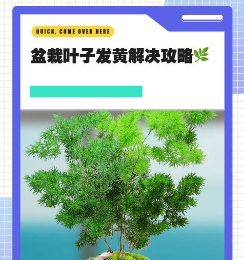 水培春雨叶子发黄的处理方法有哪些？