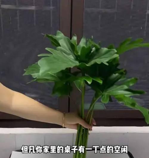 水培春雨叶子发黄的处理方法有哪些？