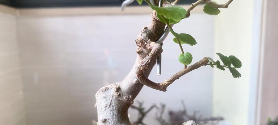 朴树果实盆景的养护技巧有哪些？