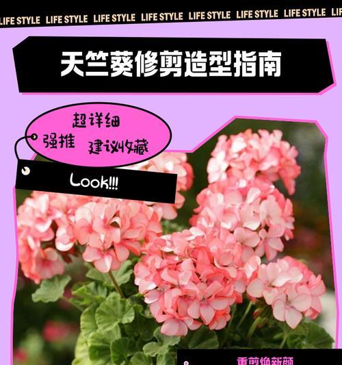 煤渣养天竺葵的正确方法是什么？