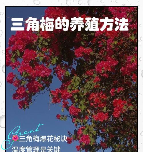 爆花三角梅的浇水技巧是什么？如何保持最佳状态？