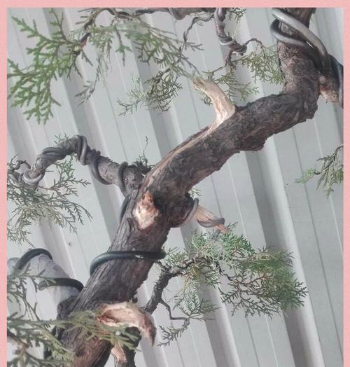 针柏树盆景干枯后如何进行修复？