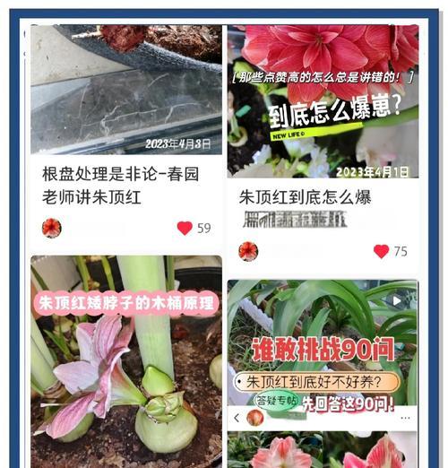 朱顶红叶片败落的原因是什么？
