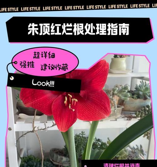 朱顶红叶片败落的原因是什么？