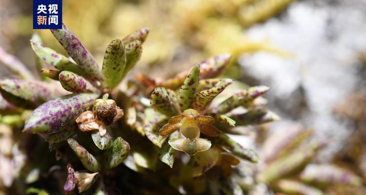 滇中兰科植物有哪些品种？兰科植物的分类与养护？