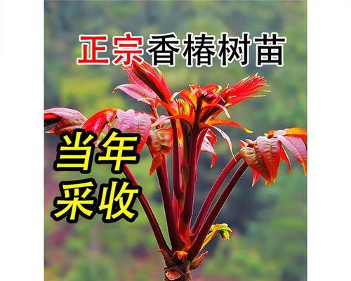 香椿根苗栽培技术要点是什么？