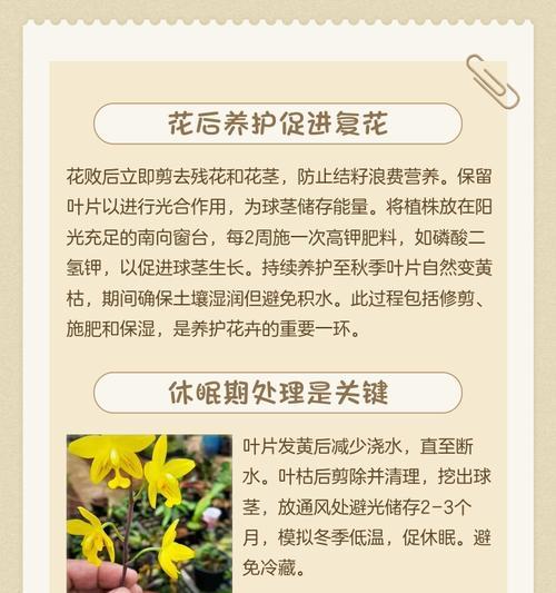 朱顶红不长也不死？原因何在？
