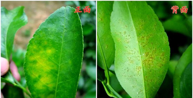 叶子出现黑斑并变黄的原因是什么？
