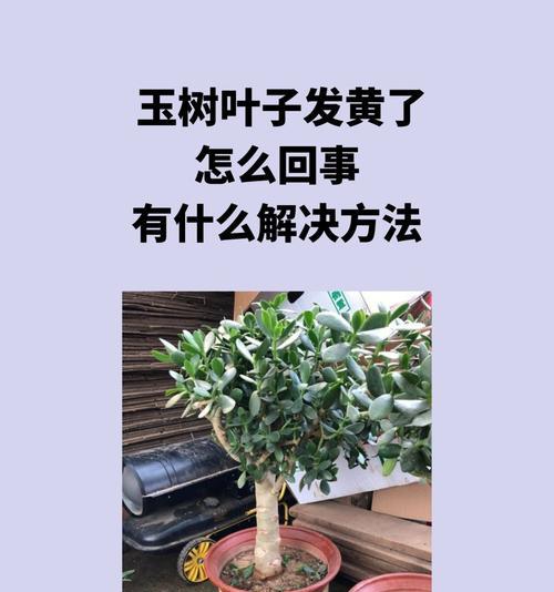 叶子出现黑斑并变黄的原因是什么？