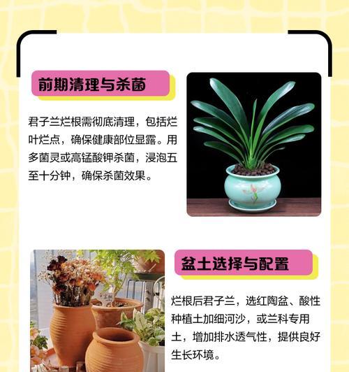 君子兰蜡质度下降如何处理？有哪些提升蜡质度的方法？