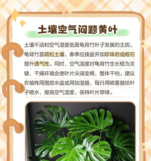 龙竹叶子发黄是什么原因？如何解决？