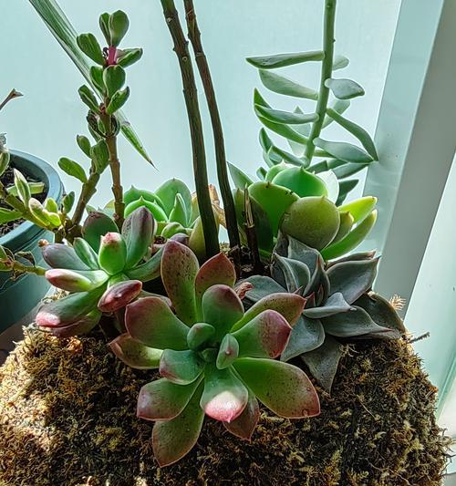 外露阳台最适合种植哪些花卉？