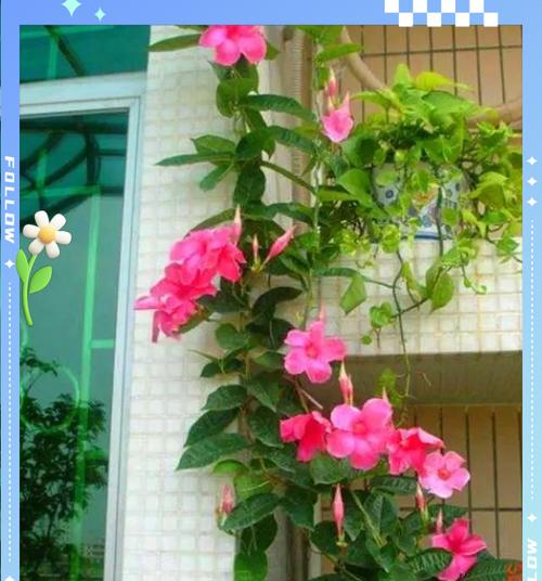 外露阳台最适合种植哪些花卉？
