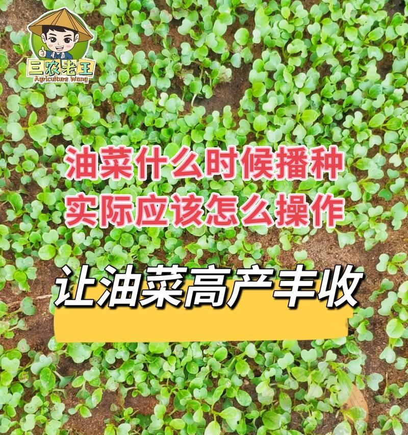 红油菜在北方的最佳播种时间是什么时候？