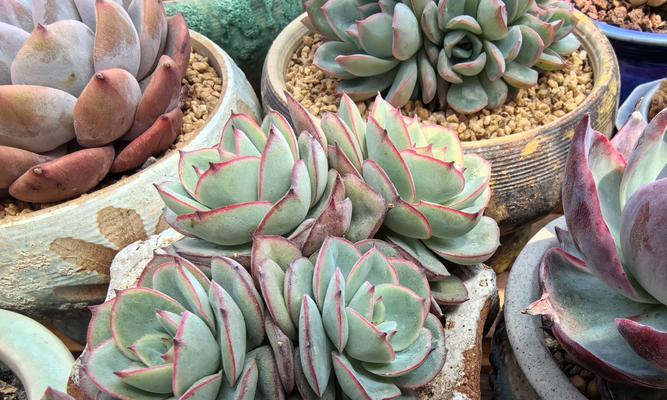 球根植物花架的养护管理方法是什么？