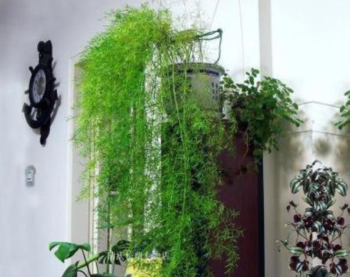 球根植物花架的养护管理方法是什么？