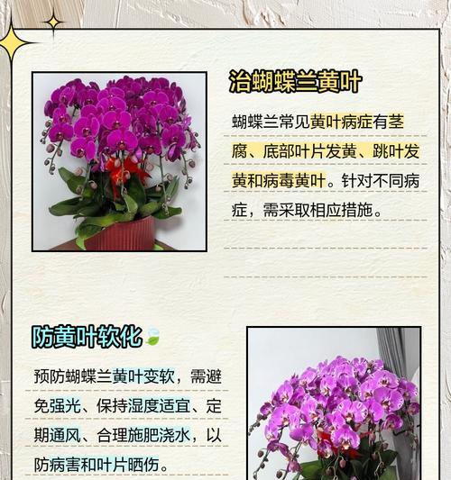 火蝶兰叶子发黄怎么办？可能的原因有哪些？