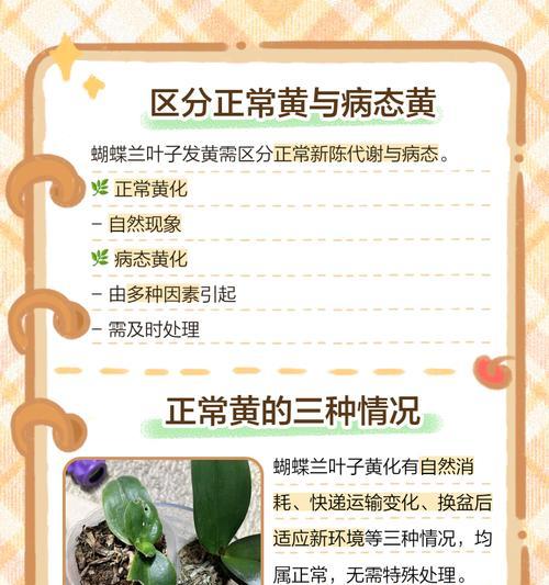 火蝶兰叶子发黄怎么办？可能的原因有哪些？