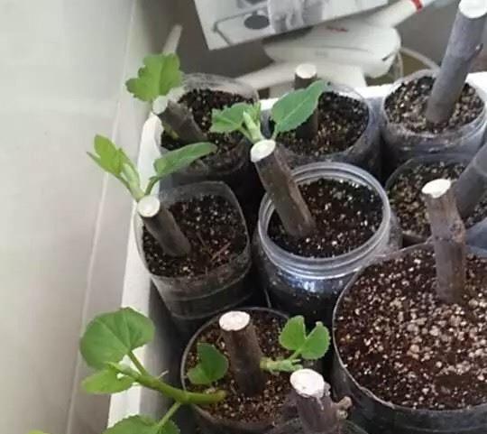 盆景花盆复制方法是什么？如何制作？