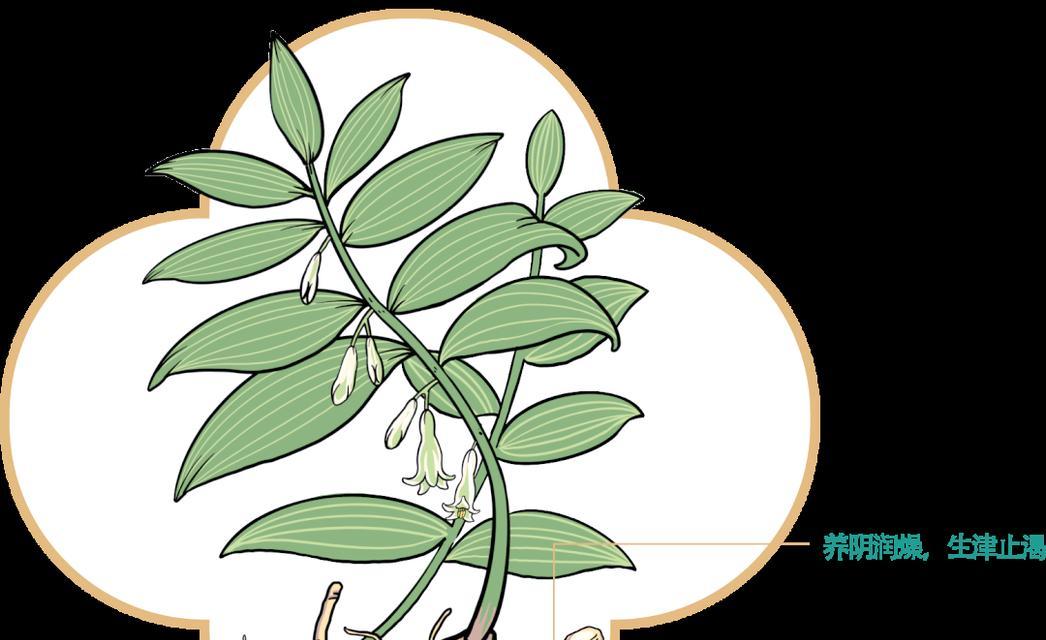 玉竹植物栽培技术要点有哪些？有哪些栽培技巧可以分享？