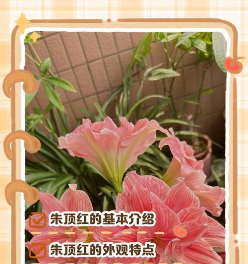 朱顶红丁克的别名是什么？