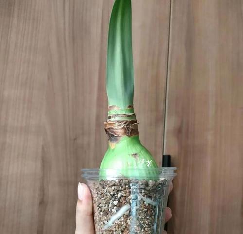 朱顶红丁克的别名是什么？