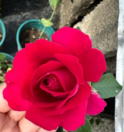 美人丽芙月季冬季如何安全过冬？