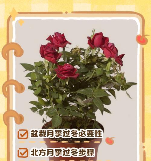 美人丽芙月季冬季如何安全过冬？