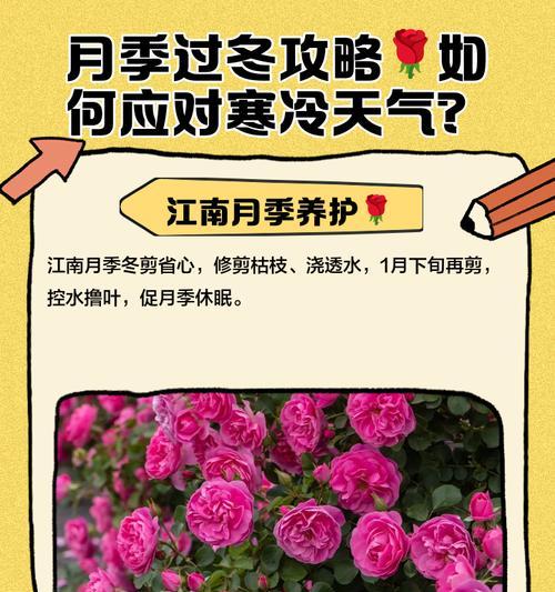 美人丽芙月季冬季如何安全过冬？