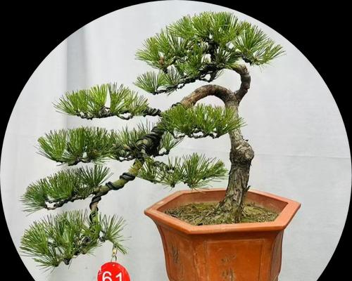 五针松室内养护叶子发黄如何解决？
