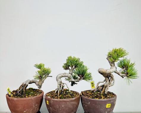 五针松室内养护叶子发黄如何解决？