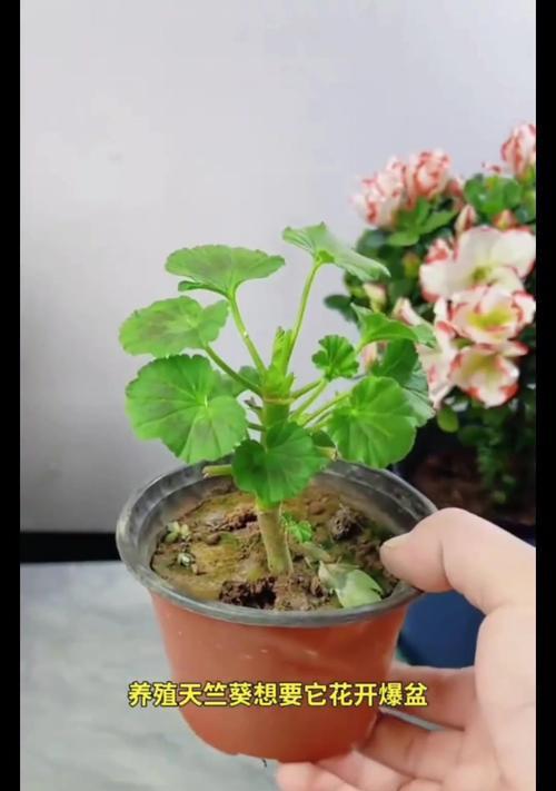 天竺葵小苗雪糕的养殖方法是什么？需要注意什么？