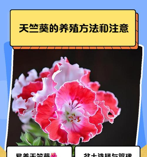 天竺葵小苗雪糕的养殖方法是什么？需要注意什么？
