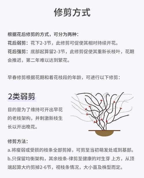 铁线莲移栽后浇水和施肥的正确方法是什么？