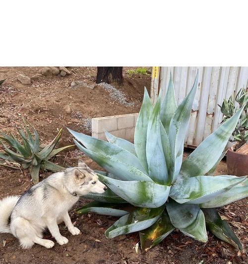 龙舌兰科植物在绿化中如何应用？