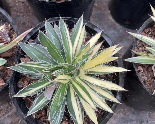 龙舌兰科植物在绿化中如何应用？