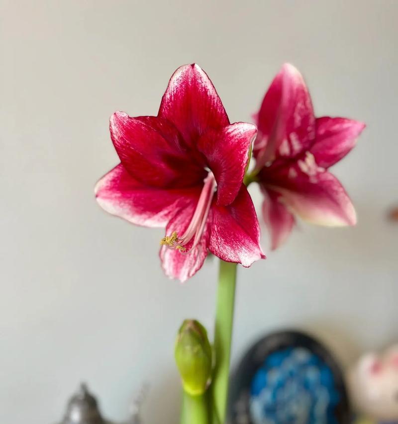 达芙妮朱顶红价格高昂的原因是什么？
