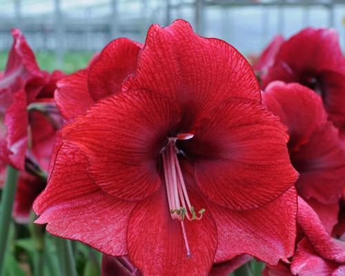 达芙妮朱顶红价格高昂的原因是什么？