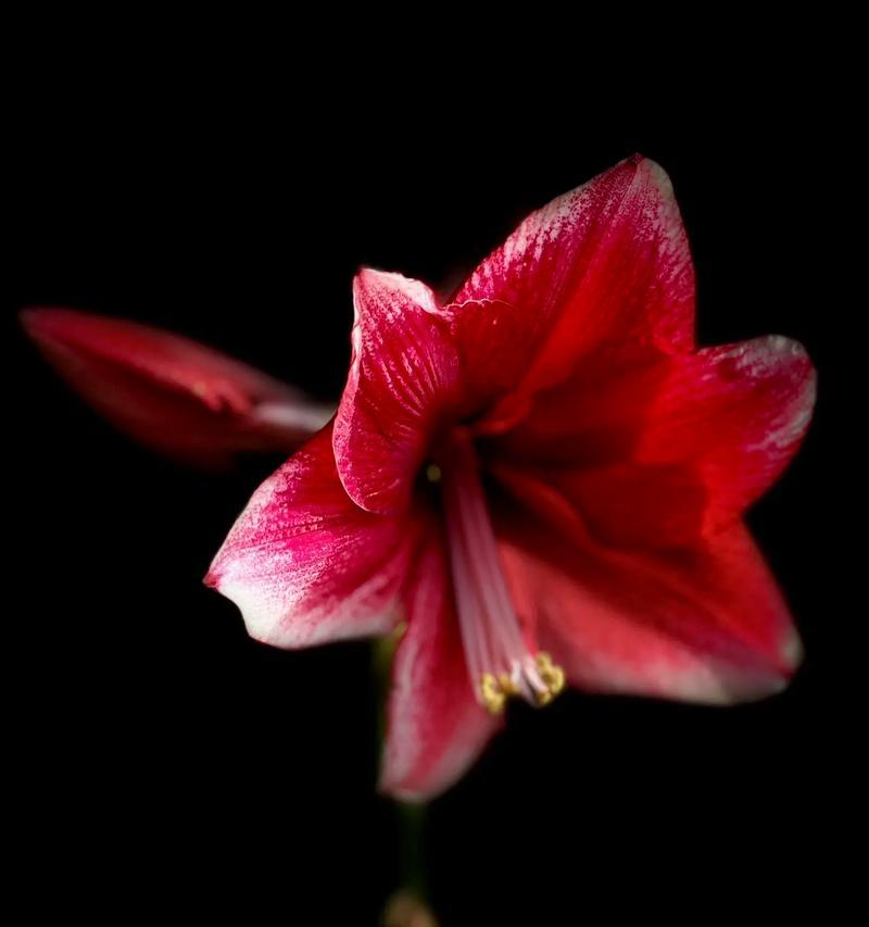 达芙妮朱顶红价格高昂的原因是什么？
