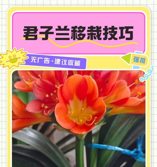 君子兰叶子变形如何矫正？有哪些有效方法？