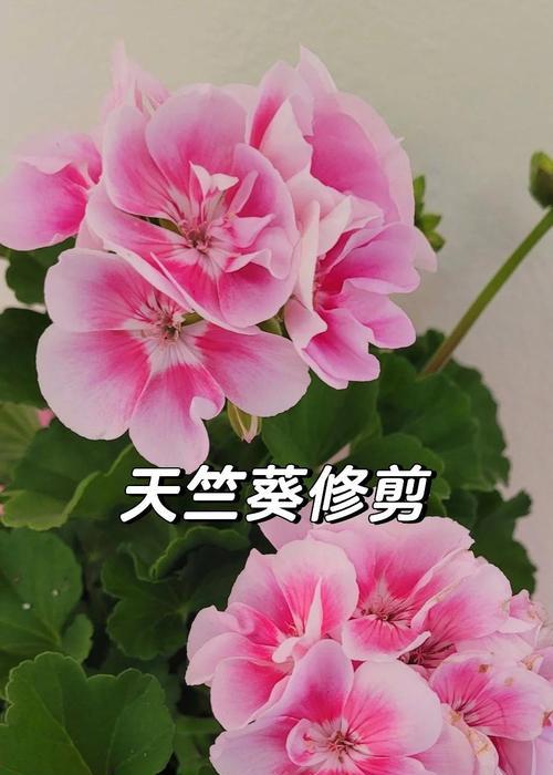 天竺葵兔粉修剪的最佳时机和方法是什么？