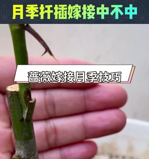 月季批量压枝的有效方法和步骤是什么？
