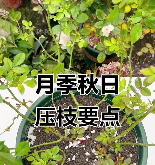 月季批量压枝的有效方法和步骤是什么？