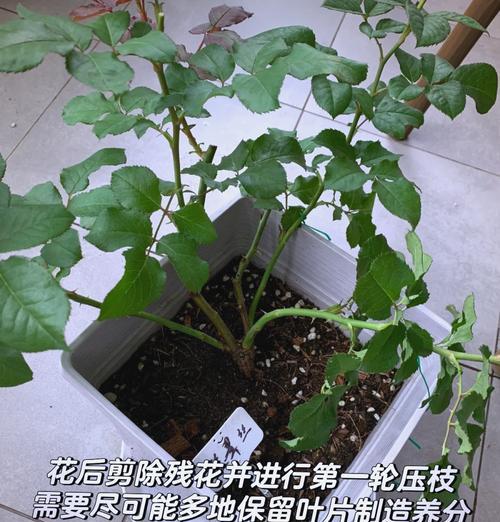 月季批量压枝的有效方法和步骤是什么？