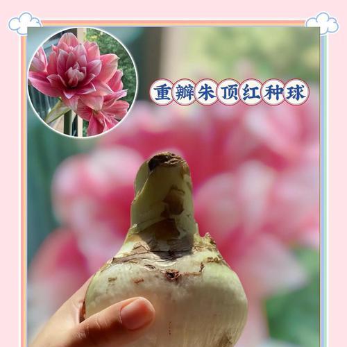 朱顶红的开花颜色由什么决定？如何影响其颜色变化？