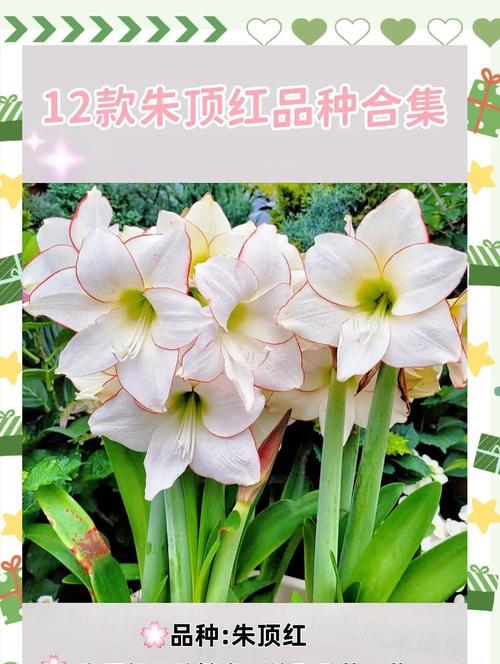 朱顶红的开花颜色由什么决定？如何影响其颜色变化？