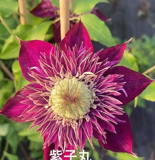 铁线莲配子的种植方法是什么？